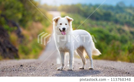 Dog on the road 113768348