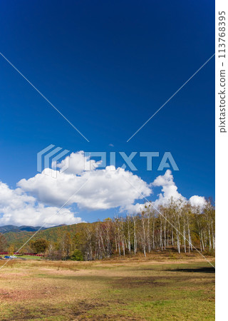 Autumn in Kaida Plateau "Kiso Horse Village, Pasture and Birch Forest" 113768395