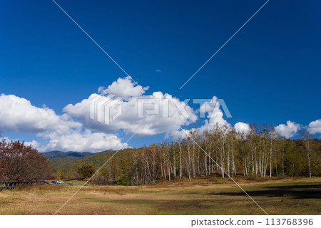 秋天的開田高原（木曾馬村、牧場、白樺林） 113768396