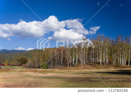 Autumn in Kaida Plateau "Kiso Horse Village, Pasture and Birch Forest" 113768398