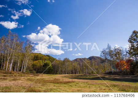 秋天的開田高原（木曾馬村、牧場、白樺林） 113768406