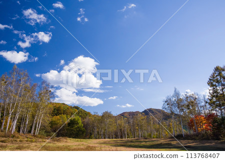 秋天的開田高原（木曾馬村、牧場、白樺林） 113768407