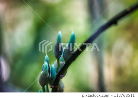 玉城堡的芽 玉城堡的芽 113768511