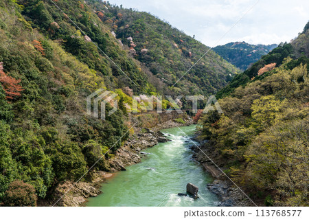 保津鄉春天櫻花盛開 113768577