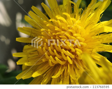 Dandelion 113768595