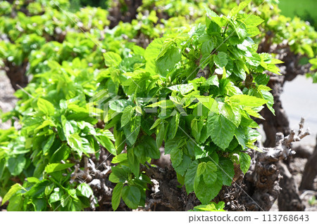 桑樹幼葉 113768643