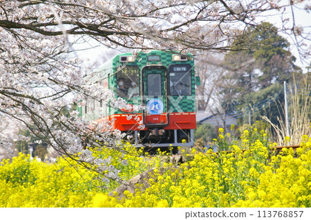 Spring scenery along the railway line with cherry blossoms and rape blossoms 113768857
