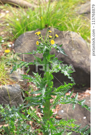 Blooming Onino poppy (Oninogeshi) 113768879