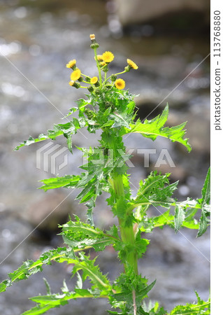 Blooming Onino poppy (Oninogeshi) 113768880