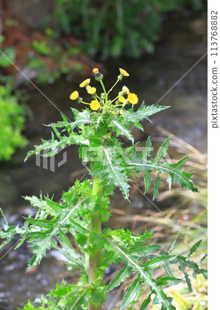 Blooming Onino poppy (Oninogeshi) 113768882