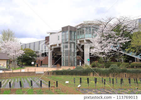 春天的苴沼公園和北綾瀨站 113769013