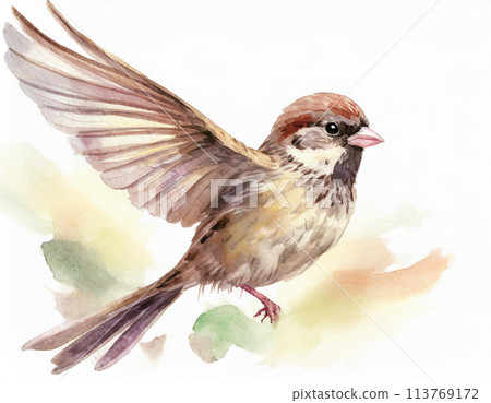 Sparrow painted in watercolor 113769172