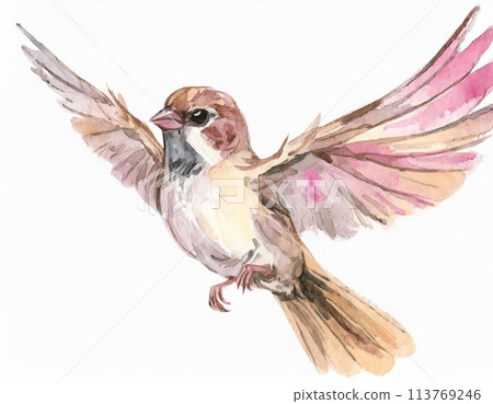 Sparrow 113769246