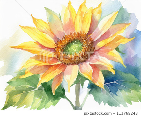 Sunflower watercolor illustration 113769248