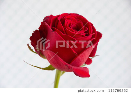 A red rose 113769262