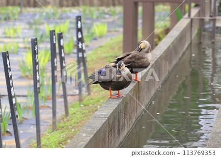 兩隻斑嘴鴨在苴沼公園休息 113769353