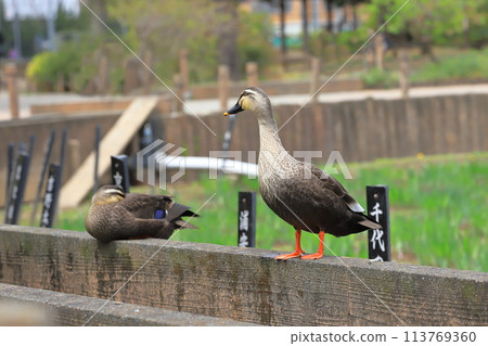 兩隻斑嘴鴨在苴沼公園休息 兩隻斑嘴鴨在苴沼公園休息 113769360