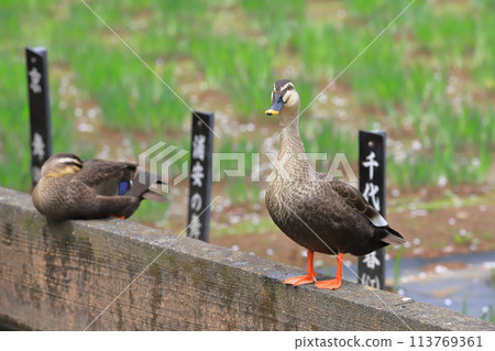 兩隻斑嘴鴨在苴沼公園休息 兩隻斑嘴鴨在苴沼公園休息 113769361