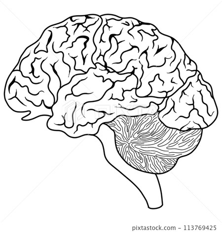 The brain is a part of every human body. The brain is a part of every human body. 113769425