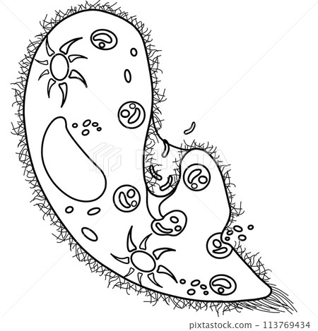 The paramecium is a part of every human body. An hand drawn illustration of anatomy. 113769434