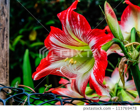 Flower, leaf, red 113769478