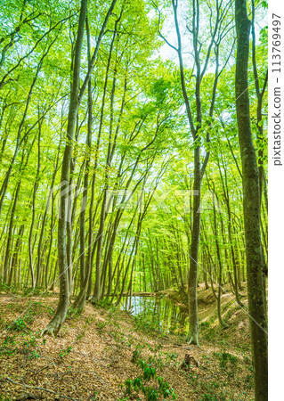 Beech trees reflected on the water at Bijinrin in Tokamachi, Niigata Prefecture Beech trees reflected on the water at Bijinrin in Tokamachi, Niigata Prefecture 113769497