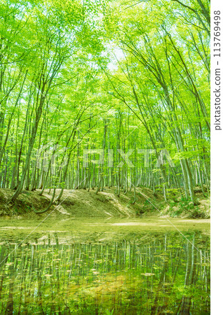 Beech trees reflected on the water at Bijinrin in Tokamachi, Niigata Prefecture Beech trees reflected on the water at Bijinrin in Tokamachi, Niigata Prefecture 113769498