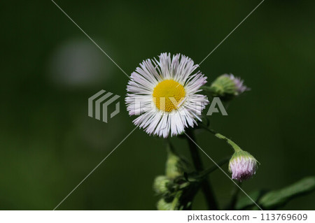 White flower of Haldione 113769609