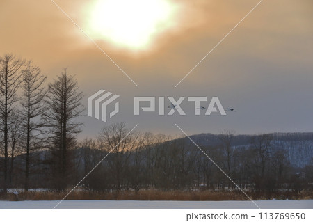 鶴居村菊池農場的夕陽映照下，一群丹頂鶴在夜空飛翔 113769650