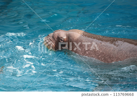 A scene of a walrus swimming above the surface of the water in an aquarium pool A scene of a walrus swimming above the surface of the water in an aquarium pool 113769668