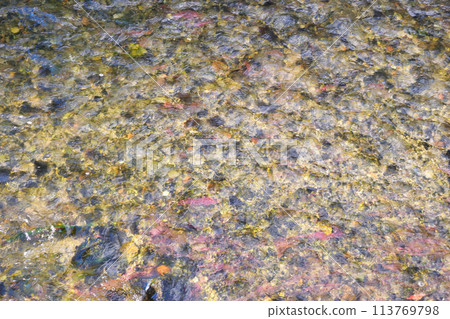 The surface and bottom of the Shirakawa River, Kyoto (Higashiyama Ward, Kyoto City) The surface and bottom of the Shirakawa River, Kyoto (Higashiyama Ward, Kyoto City) 113769798