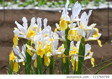 Dutch iris Dutch iris 113769799