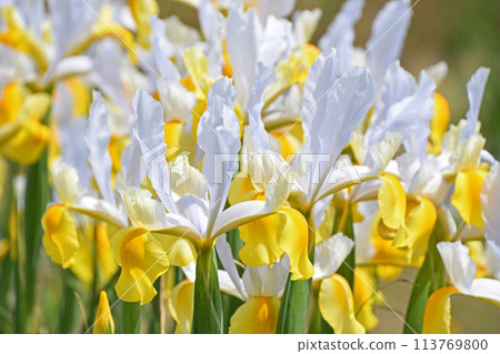 Dutch iris 113769800