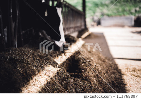 Holstein dairy cow with head through a stanchion to eat silage in a barn.  113769897