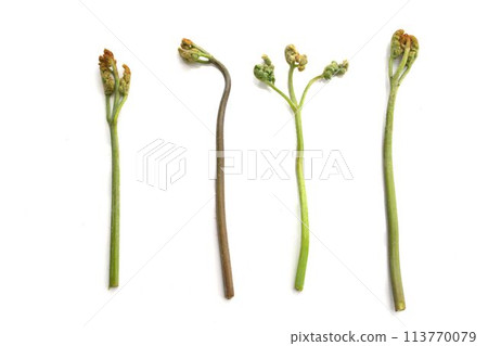 Bracken arranged on a white background Bracken arranged on a white background 113770079