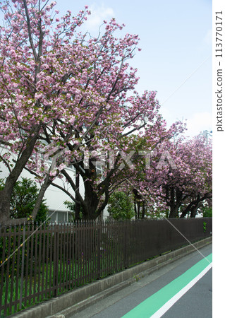 Cherry blossom trees in Denenchofu 113770171