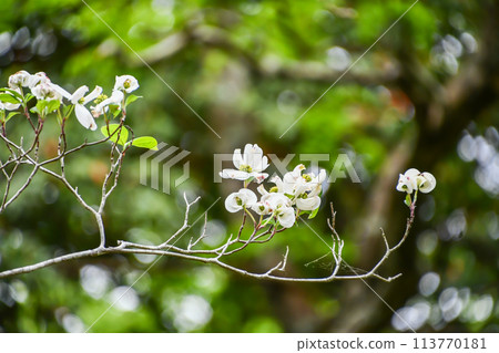 商陸花 商陸花 113770181