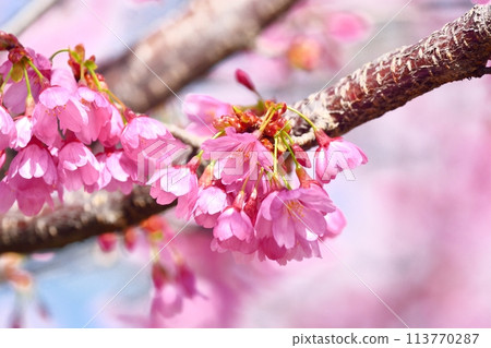 櫻花盛開 櫻花盛開 113770287