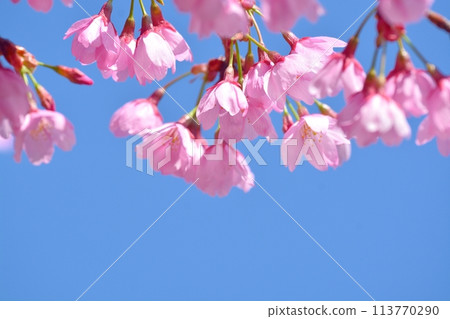 櫻花盛開,藍藍的天空 櫻花盛開,藍藍的天空 113770290