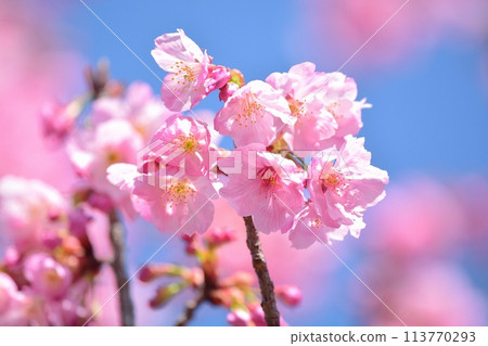 Cherry blossoms in full bloom and blue sky Cherry blossoms in full bloom and blue sky 113770293