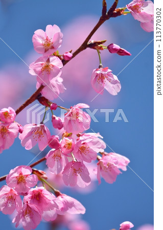 Cherry blossoms in full bloom and blue sky 113770302