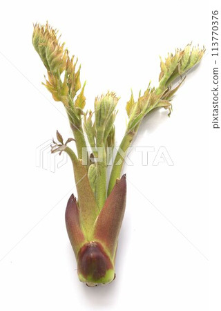 剛收穫的鱈魚芽 剛收穫的鱈魚芽 113770376