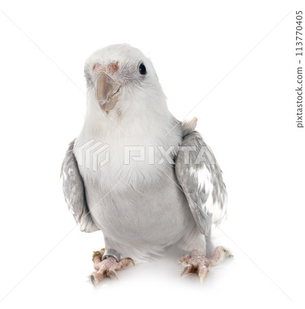 flying gray cockatiel 113770405