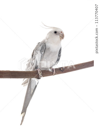 flying gray cockatiel flying gray cockatiel 113770407