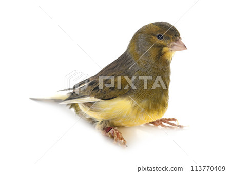 island canary in studio island canary in studio 113770409