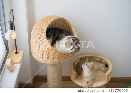 pet care concept with british and scottish cat relax and play together 113770495