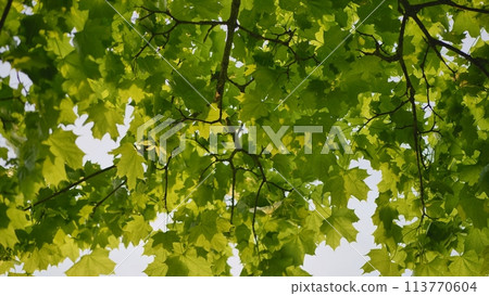 The green branches of a maple tree on a summer day. The green branches of a maple tree on a summer day. 113770604