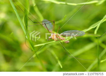 An adult crane fly hiding in grass (natural light + strobe, macro close-up) An adult crane fly hiding in grass (natural light + strobe, macro close-up) 113770715