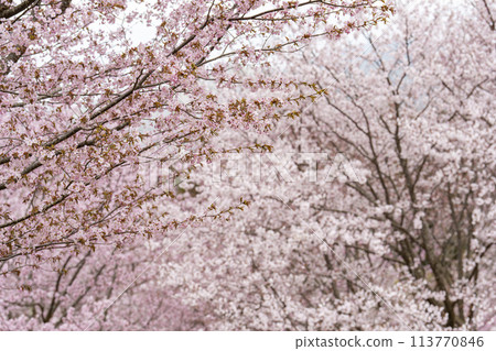 Spring Sakura Pass: Full-bloomed Ooyamazakura cherry blossoms in Kitashiobara Village, Fukushima Prefecture Spring Sakura Pass: Full-bloomed Ooyamazakura cherry blossoms in Kitashiobara Village, Fukushima Prefecture 113770846