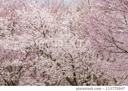春天的櫻花通道，盛開的大山櫻，福島縣北鹽原村 113770847